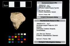 Foto (Objekt + Etikett) von Munitheites kuepperi (Fraaije et al., 2019)  (NHMW-GEO-1990-0041-4731)